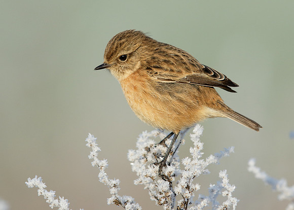 Stonechat Saxicola rubicola