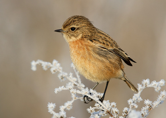 Stonechat Saxicola rubicola