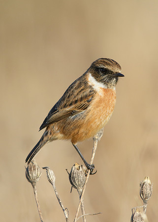 Stonechat Saxicola rubicola