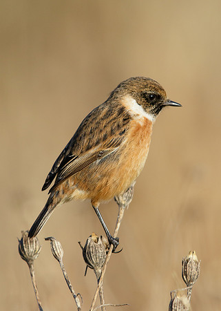 Stonechat Saxicola rubicola