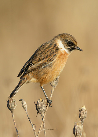 Stonechat Saxicola rubicola