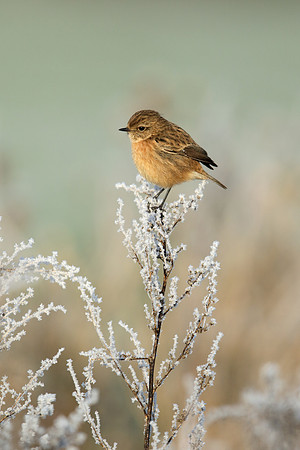Stonechat Saxicola rubicola