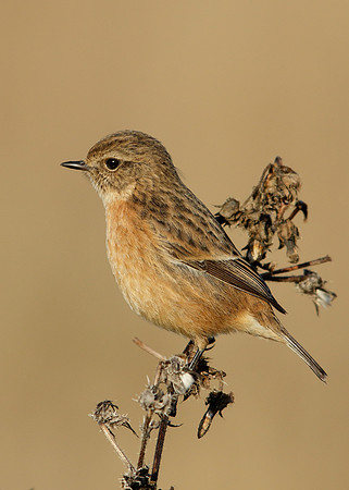 Stonechat Saxicola rubicola