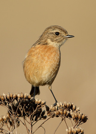 Stonechat Saxicola rubicola