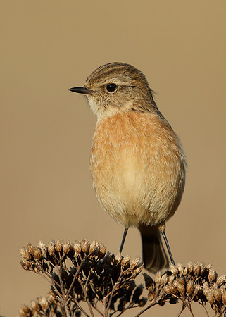 Stonechat Saxicola rubicola