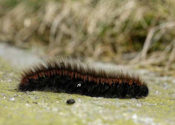66.008 BF1638 Fox Moth Macrothylacia rubi