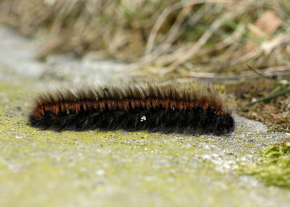 66.008 BF1638 Fox Moth Macrothylacia rubi