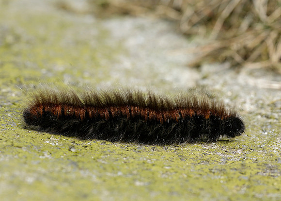 66.008 BF1638 Fox Moth Macrothylacia rubi