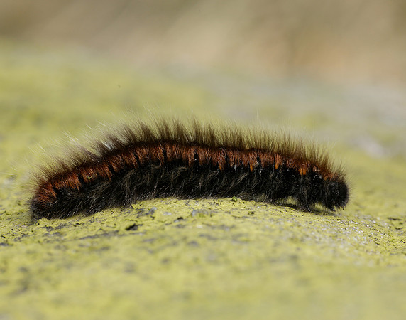 66.008 BF1638 Fox Moth Macrothylacia rubi