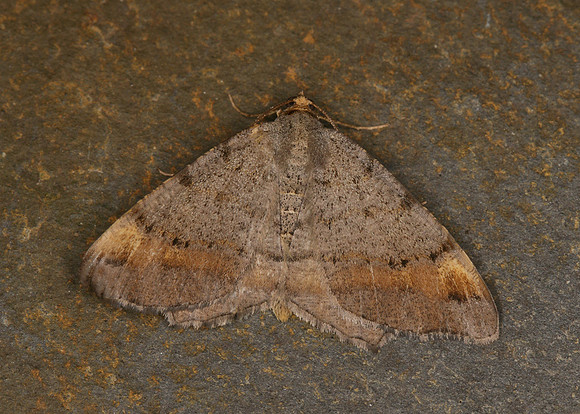 70.214 BF1893 Tawny-barred Angle Macaria liturata