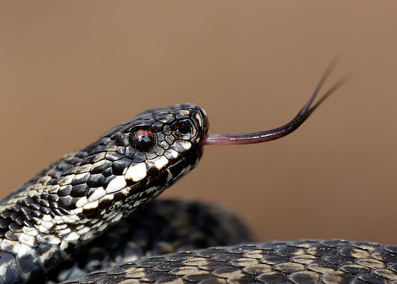 Adder Vipera berus
