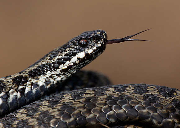 Adder Vipera berus