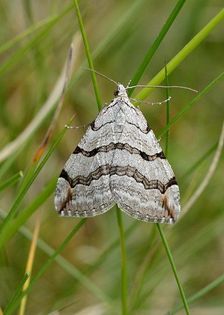 70.192 BF1867 Treble-bar Aplocera plagiata