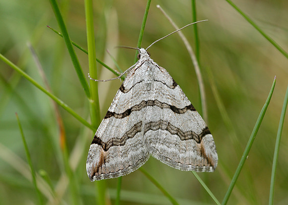 70.192 BF1867 Treble-bar Aplocera plagiata
