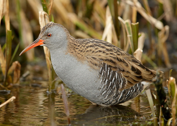 Water Rail Rallus aquaticus