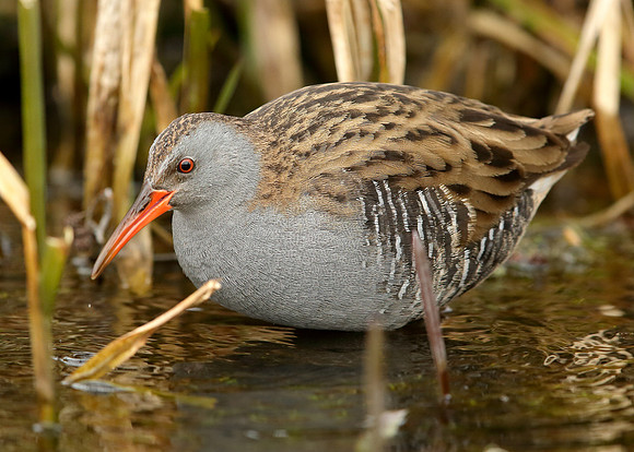 Water Rail Rallus aquaticus