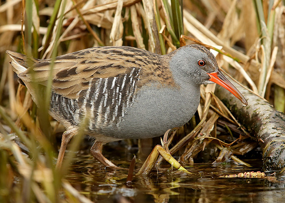 Water Rail Rallus aquaticus
