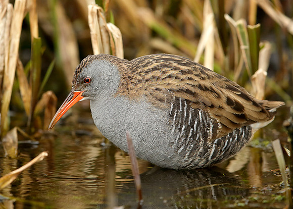 Water Rail Rallus aquaticus