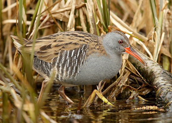 Water Rail Rallus aquaticus