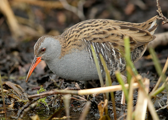 Water Rail Rallus aquaticus