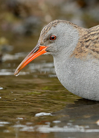 Water Rail Rallus aquaticus