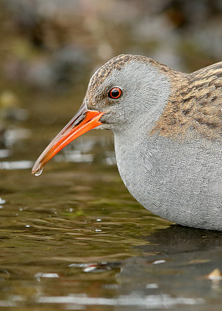 Water Rail Rallus aquaticus