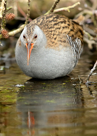 Water Rail Rallus aquaticus
