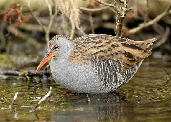 Water Rail Rallus aquaticus