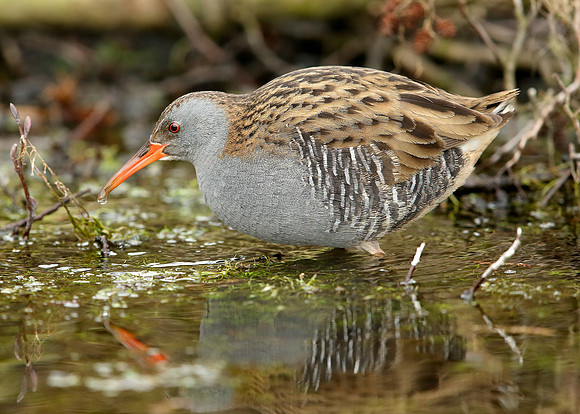 Water Rail Rallus aquaticus
