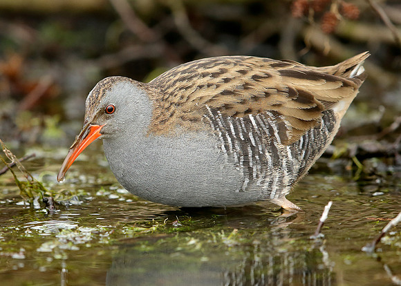 Water Rail Rallus aquaticus