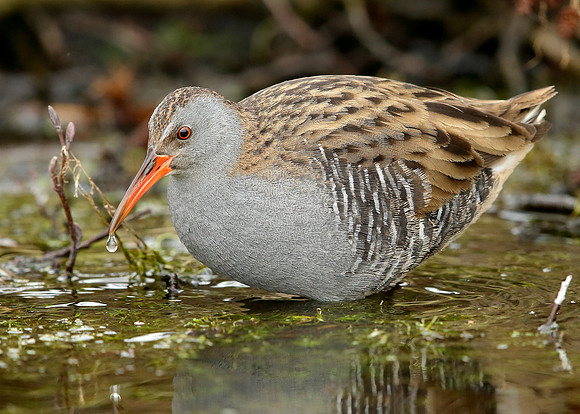 Water Rail Rallus aquaticus