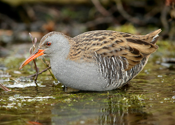 Water Rail Rallus aquaticus