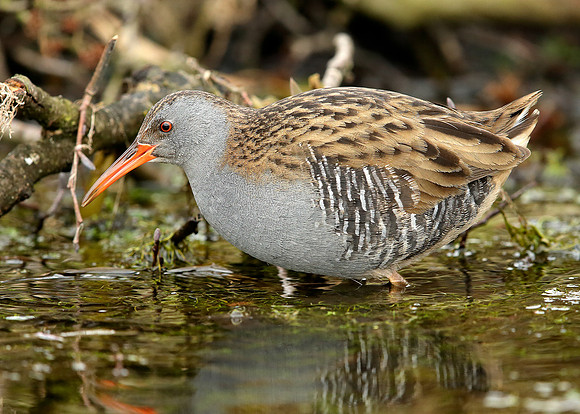 Water Rail Rallus aquaticus