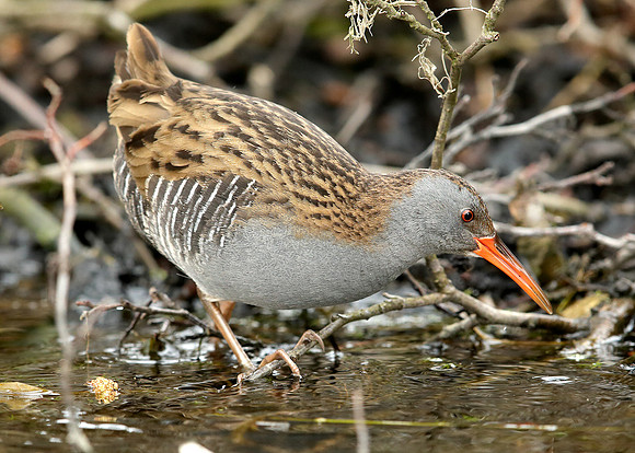 Water Rail Rallus aquaticus