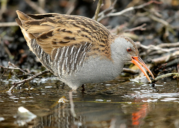 Water Rail Rallus aquaticus