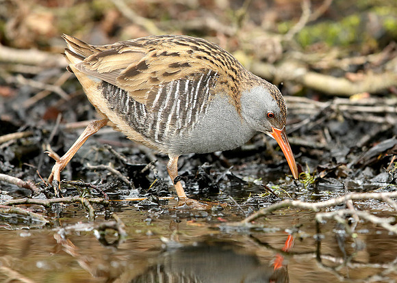 Water Rail Rallus aquaticus