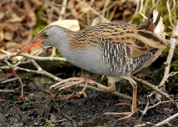 Water Rail Rallus aquaticus