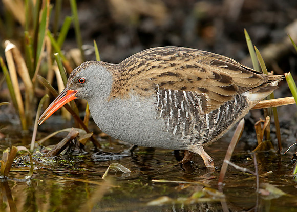 Water Rail Rallus aquaticus