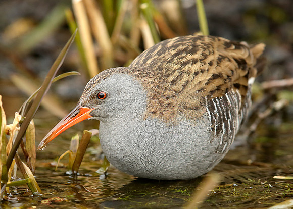 Water Rail Rallus aquaticus