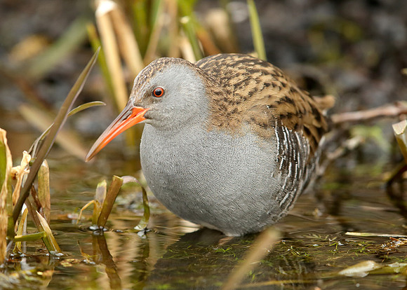 Water Rail Rallus aquaticus