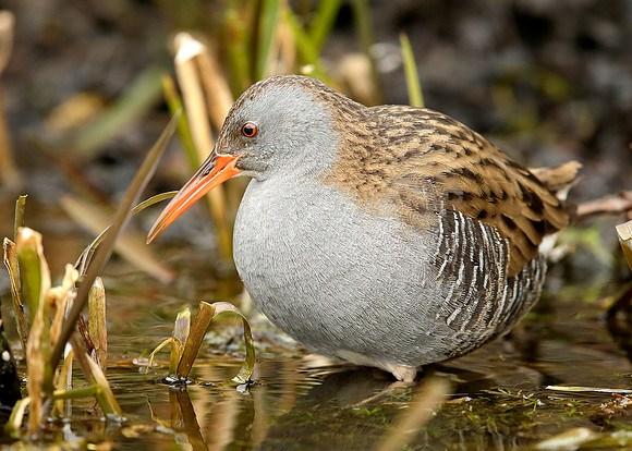 Water Rail Rallus aquaticus