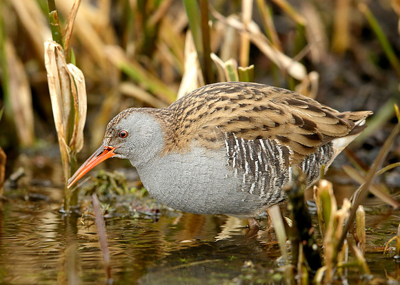 Water Rail Rallus aquaticus