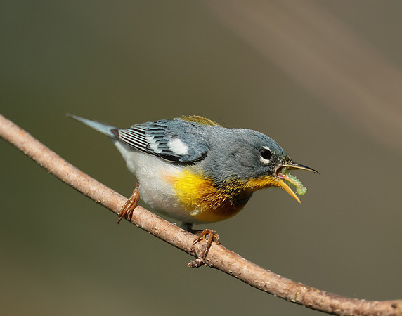 Northern Parula