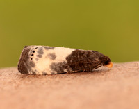 49.292 BF1174 Notocelia cynosbatella