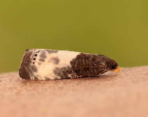 49.292 BF1174 Notocelia cynosbatella