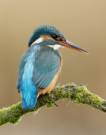 Kingfisher Alcedo atthis