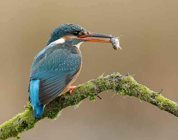 Kingfisher Alcedo atthis
