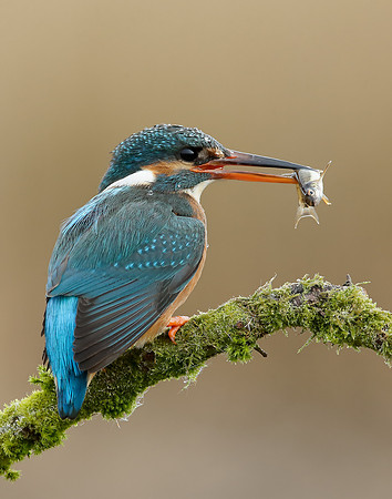 Kingfisher Alcedo atthis