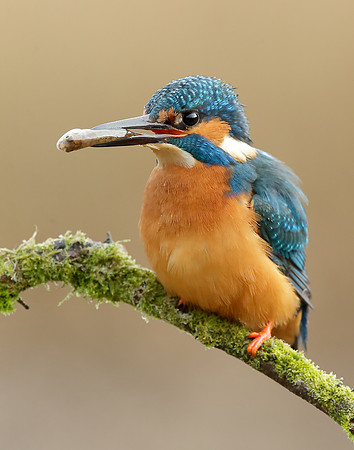 Kingfisher Alcedo atthis