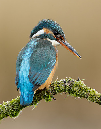 Kingfisher Alcedo atthis